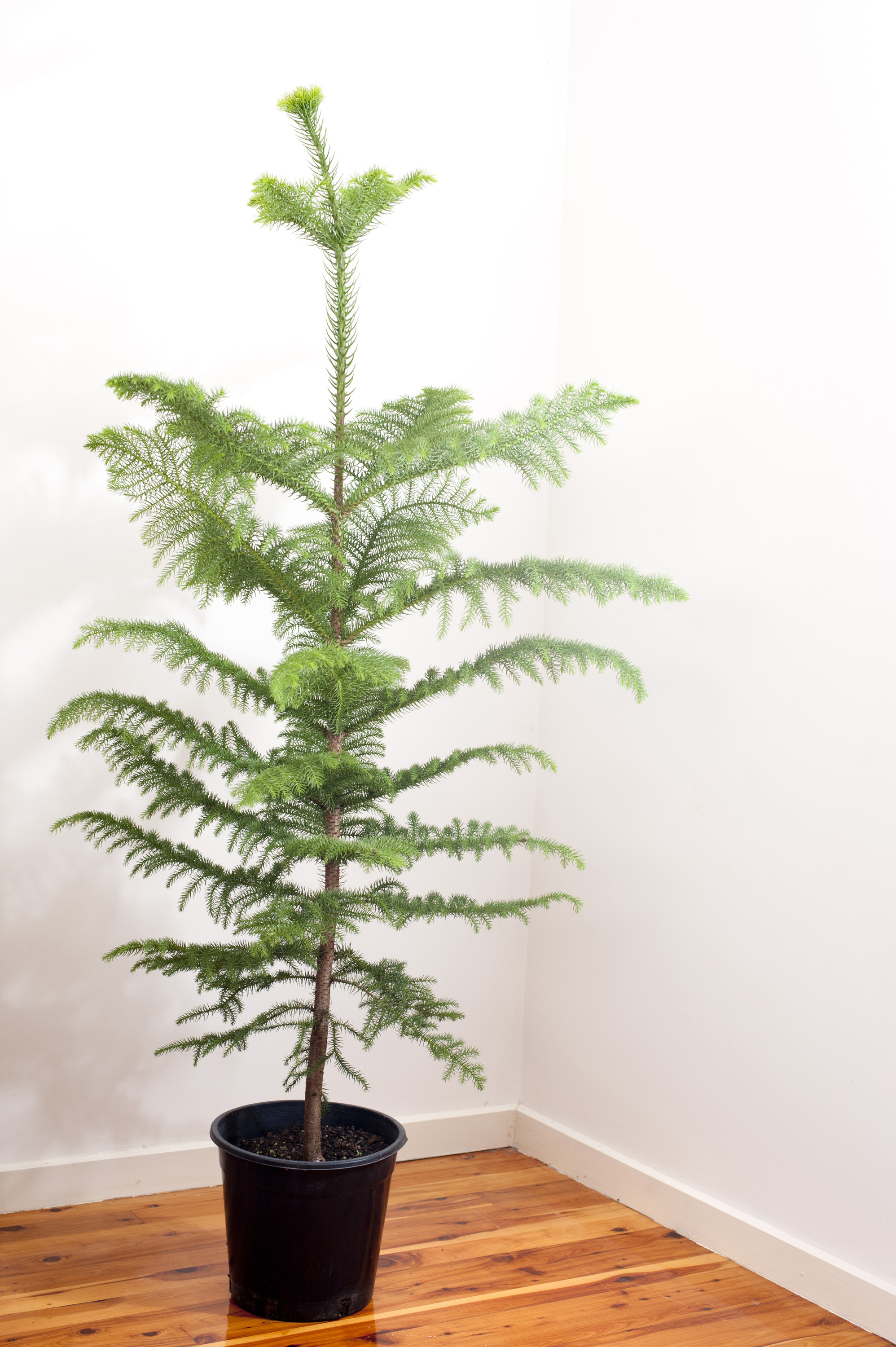 Photo of Undecorated natural norfolk pine Christmas tree