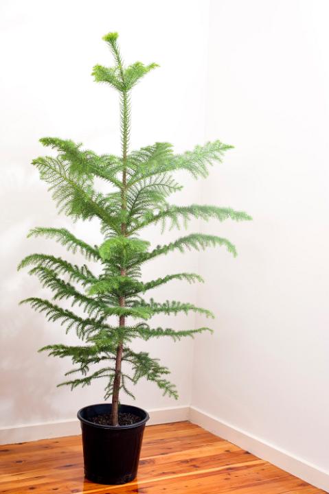 Undecorated natural evergreen norfolk pine Christmas tree potted in a plastic container standing in the corner of a room ready for its decorations and festive ornaments