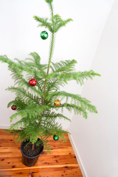 Simple Christmas tree with minimal coloured shiny baubles hanging on the branches of a small dainty natural pine tree on a plain hardwood floor