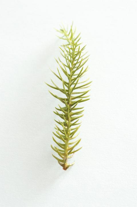 Close-up of  pine twig on white background. Isolated