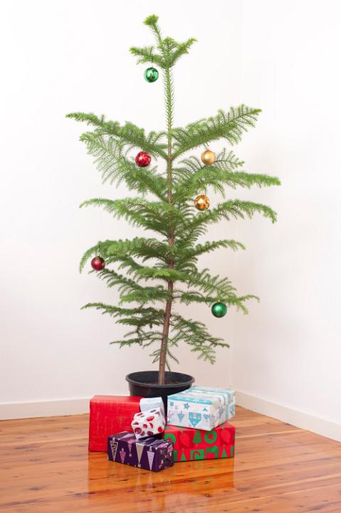 Simple Christmas celebration with a decorated potted Norfolk pine tree hung with shiny baubles with a small pile of colourful gifts at its foot on a hardwood floor