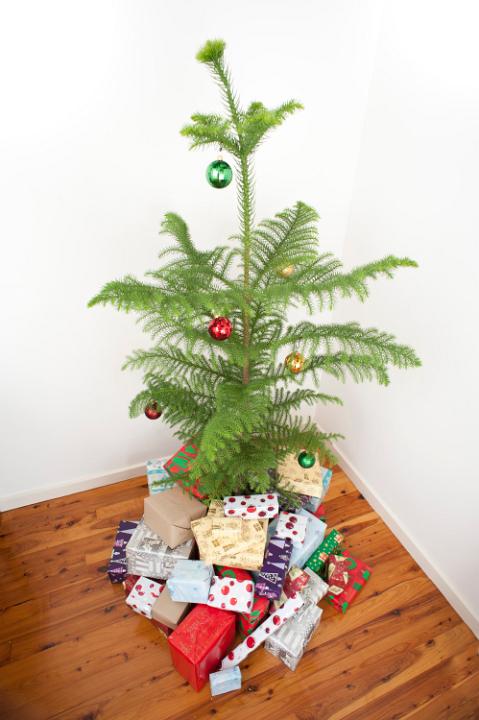 Norfolk Island pine Christmas tree decorated with coloured baubles and surrounded by a collection of Christmas gifts in a variety of pretty patterned gift wrap for a family celebration