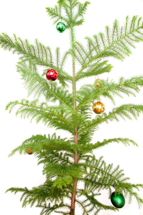 A few colourful shiny baubles hanging on the delicate branches of a simple pine Christmas tree isolated on white