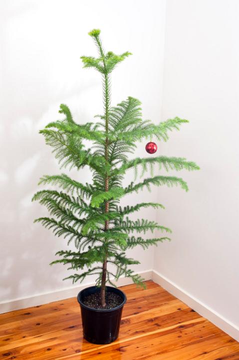 Natural Norfolk pine Christmas tree decorated with a single shiny red bauble standing in the corner of two white walls on a hardwood floor