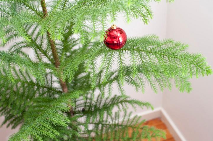 Festive background of a natural pine Christmas tree with a single red bauble hanging from its branches