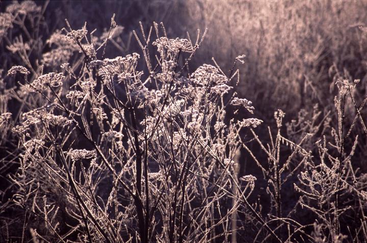 backlit frost crystals on frozen meadow plants glinting in the sun on a cold winter morning