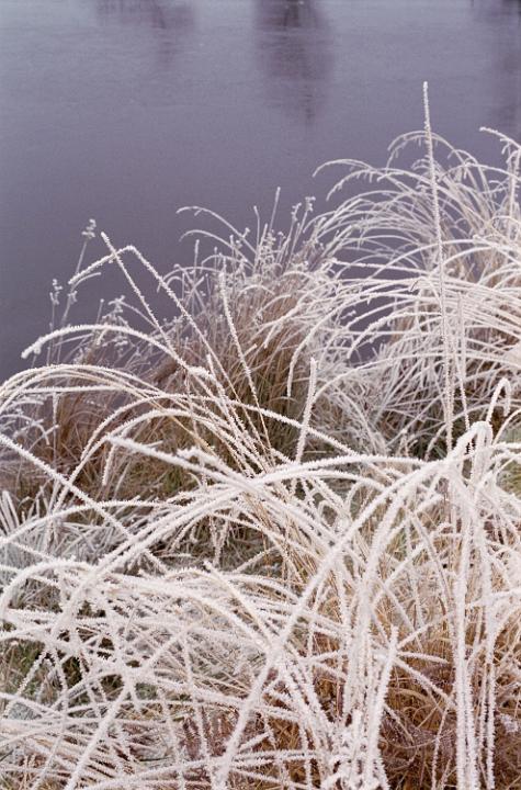frozen grass covered in frost by the side of a frozen lake