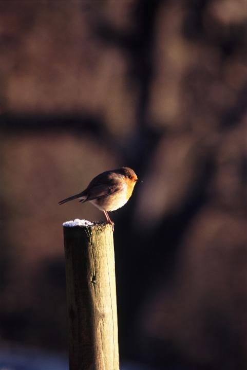 a european robin sat on top of a fence post on a frosty winter morning