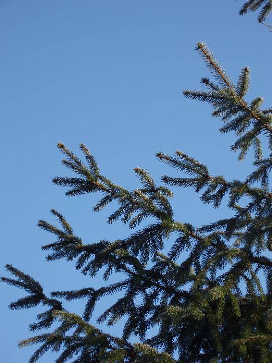 a pine tree outdoor, ready to be chopped down for christmas?