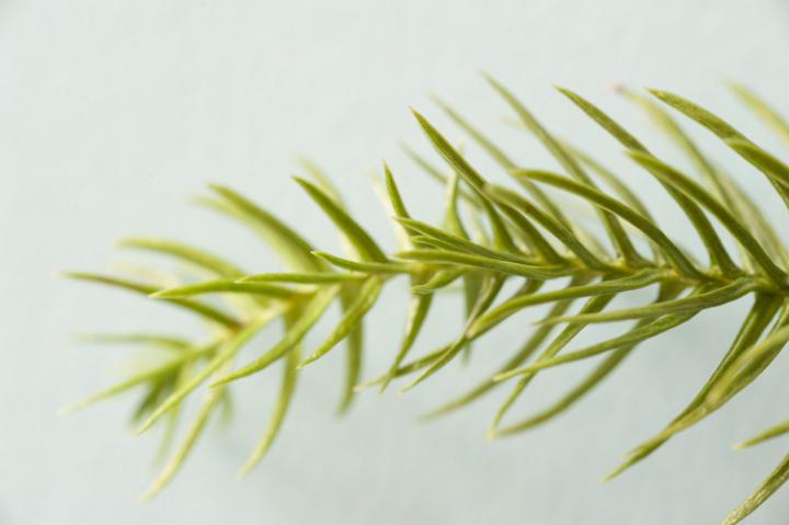 Close-up of pine twig on white background. Macro