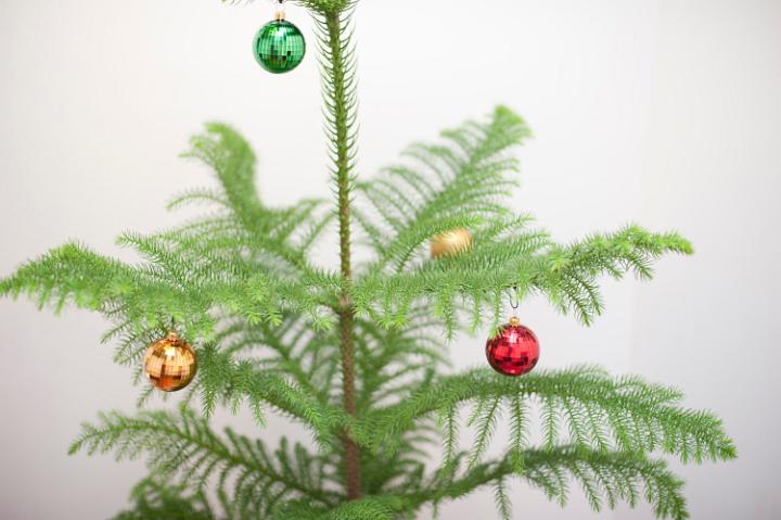 Natural evergreen pine tree with colourful shiny Christmas decorations hanging from its branches, close up view