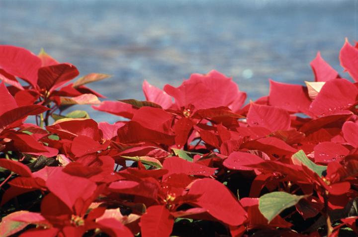 a colorful display of poinsettia plants with their distinctive red winter leaves