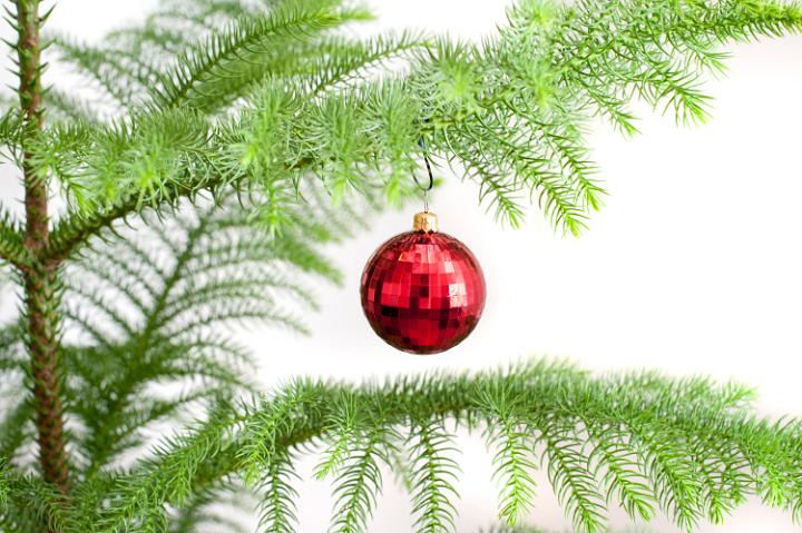 Single red bauble hanging on a natural pine Christmas tree isolated on white with copyspace for your Merry Christmas greeting