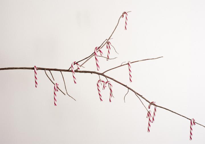 candies hanging on branch with a white background