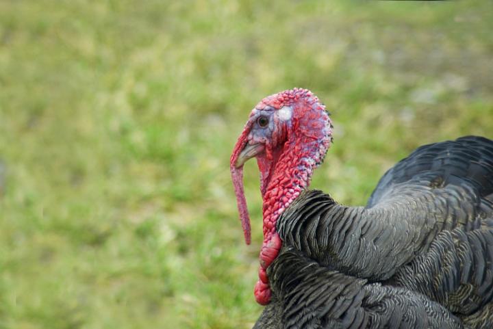 a broad breasted domestic farm turkey, waiting for christmas