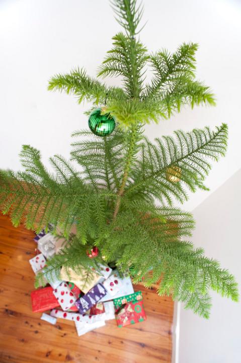 Natural pine Christmas tree surrounded by colourful Xmas gifts and decorated with red and green baubles standing on a hardwood floor,high angle