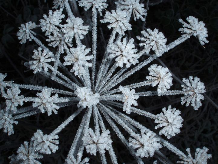 frost sparkling on a dead seed head on a cold winter morning
