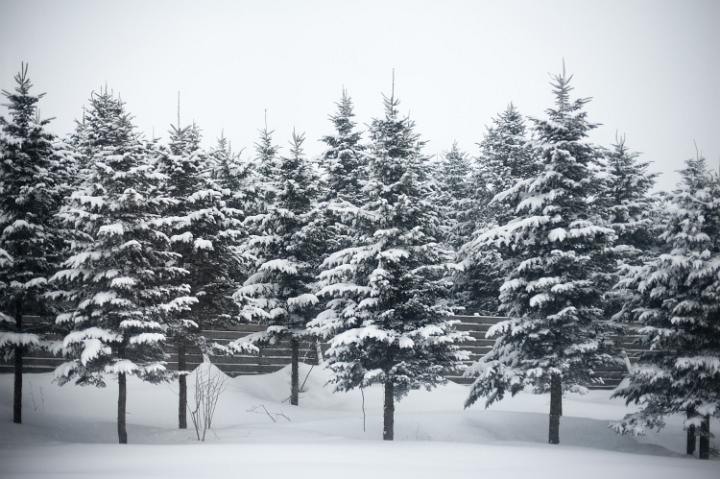 a row of snow covered conifers