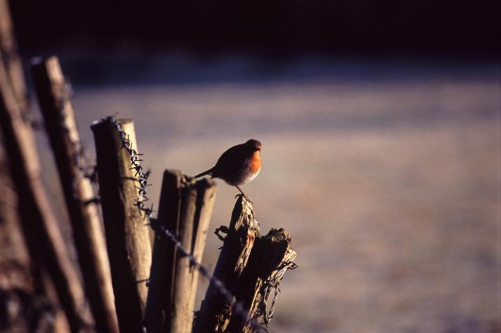 a european robin sat on top of a row of fence posts on a frosty winters morning