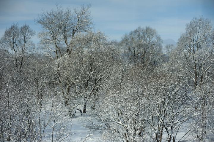 a view across a snow covered woodland landscape