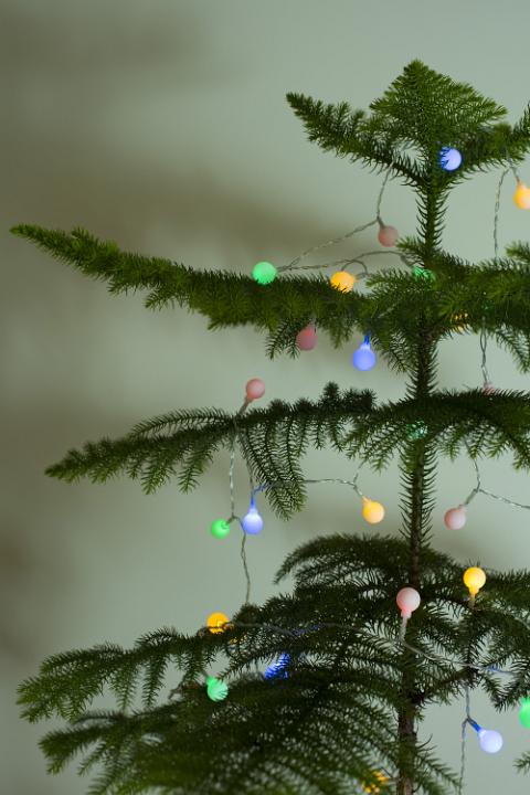 Strand of colorful round decorative lights on a natural green pine Christmas tree for a simple rustic seasonal celebration