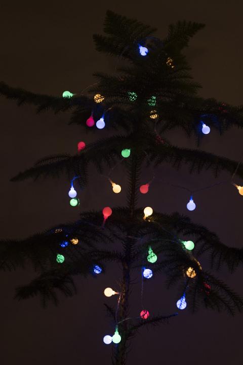 Colorful Christmas lights shining in the darkness on a natural evergreen tree in the colors of the rainbow for a festive seasonal celebration